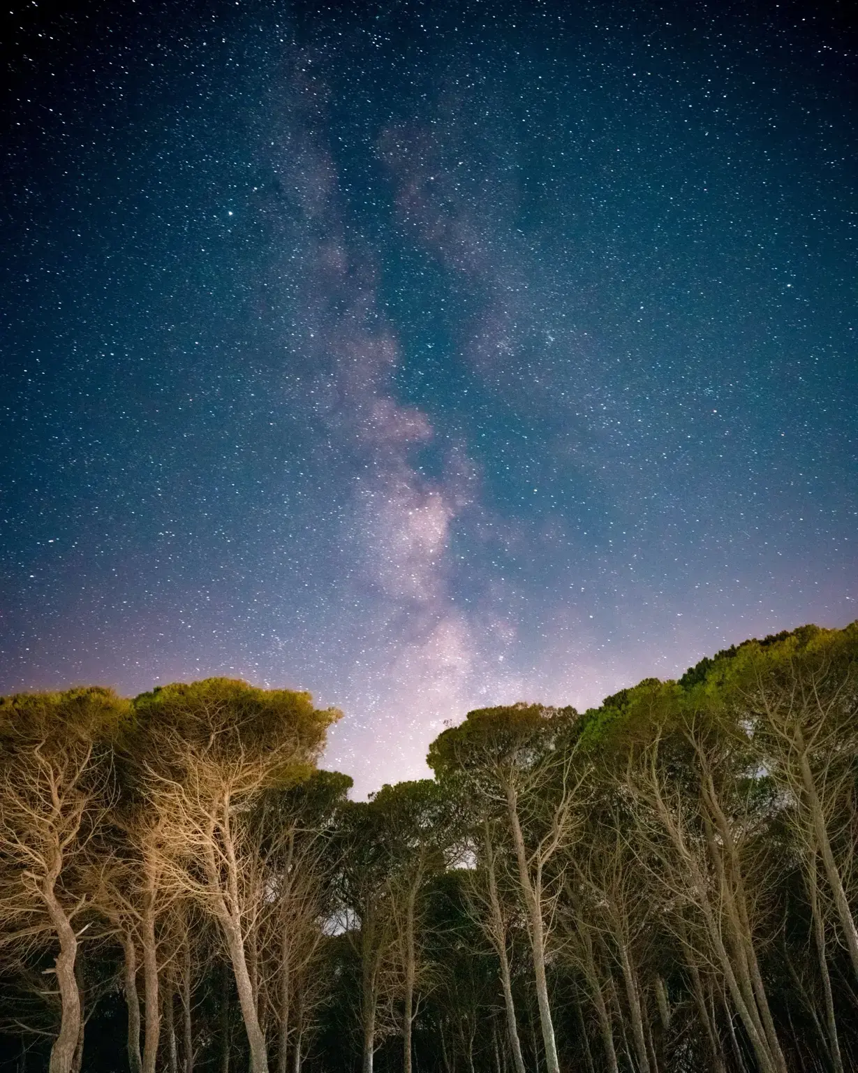 Cielo stellato sopra la pineta